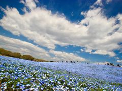 週末 ネモフィラ天国を観に茨木～の千葉房総。