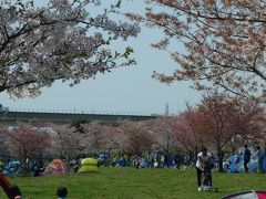 見頃前だろうが満開過ぎだろうがSundays only(泣) 都営まるごときっぷでお花見 by 日暮里舎人ライナー across 舎人公園