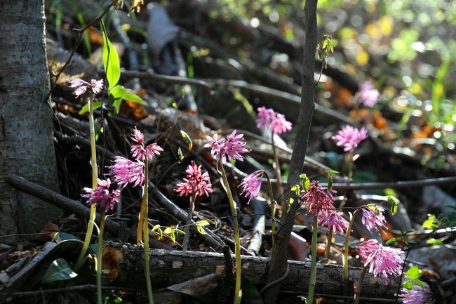  <br />☆福島の四季折々の花や自然を紹介している<br />◆福島・四季・彩々は回を重ねＰａｒｔ,73になりました。 <br /> <br /> <br />リペ島旅行記を連載中ですが、たびたびの小休止。<br />春は次々と花が咲き出すので今UPしないと季節感がなくなり興醒めします。<br />それでなくても遅れているリペ島旅行記ですが<br />毎年の恒例なのでリペ島旅行記を期待している人(いるか？)ゴメンナサイ。<br />店先の野菜や果物は年々旬がいつなのか分かりにくくなっていますが<br />せめて野の花くらいは撮れ立ての旬を感じて欲しいなと思います。<br />