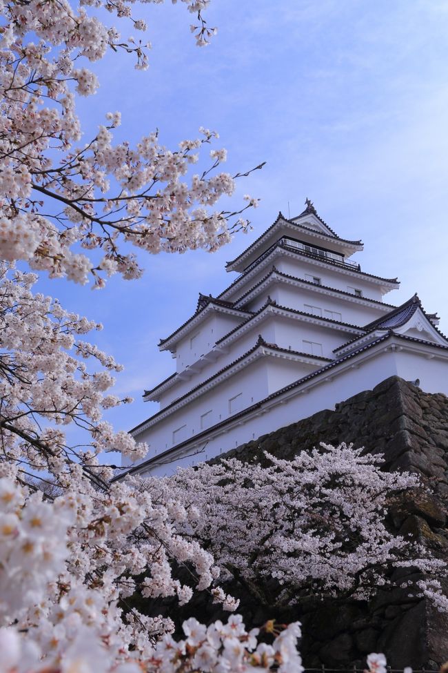 6日目　4月10日～8日目　4月12日<br />福島県郡山市<br />　紅枝垂地蔵桜<br />　常林寺の水月観音堂桜<br />　上石（あげいし）の不動桜<br /><br />福島県会津若松市<br />　鶴ケ城公園<br />　会津松平家庭園　御薬園（おやくえん）<br />　石部桜<br />　会津武家屋敷