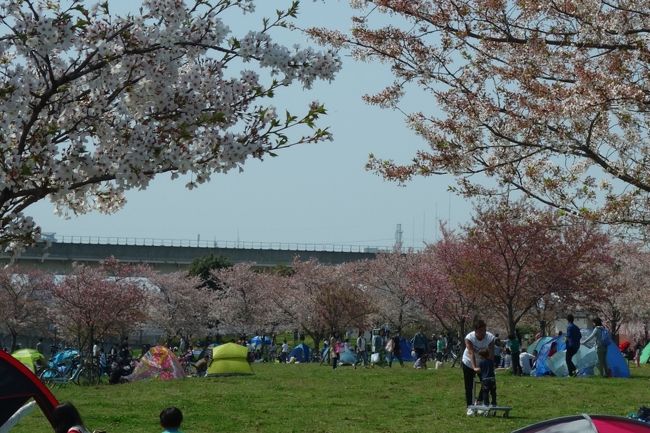 見頃前だろうが満開過ぎだろうがSundays only(泣) 都営まるごときっぷでお花見 by 日暮里舎人ライナー across 舎人公園