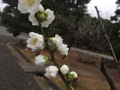 しばおの京都シリーズ！②京都迎賓館と日航プリンセスホテル