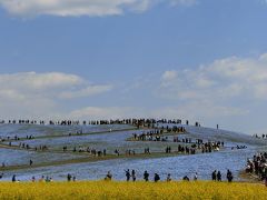 ネモフィラを求めて☆彡国営ひたち海浜公園☆彡おさかな市場も！