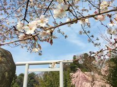 ☆御朱印散歩☆桜が咲いたら櫻木神社へ　ついでにキッコーマンもの知りしょうゆ館も