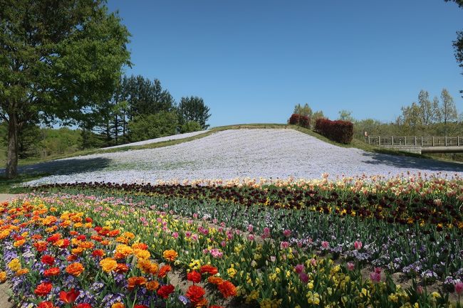 チューリップ畑といえば富山、東京など各地に名所がありますが、小さな香川県にもあります。<br />わざわざ飛行機に乗って遠方から見に来る程のものではありませんが、香川県も頑張っているのであります。<br /><br />また4Tの旅行記にこのチューリップ畑の旅行記、くちこみがまだ大々的に掲載されていないのを知り、今がチャンスだと思い投稿しました。<br />こーいうのは早い者勝ちですからね。素晴らしい旅行記の中に後になって割り込むというのは辛いものがあります。ホントに考え方が姑息な私です。