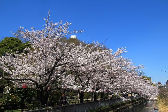 中目黒 仙台堀川公園 日比谷 六本木 お花見と街歩き 東京の旅行記 ブログ By 温泉大好きさん フォートラベル