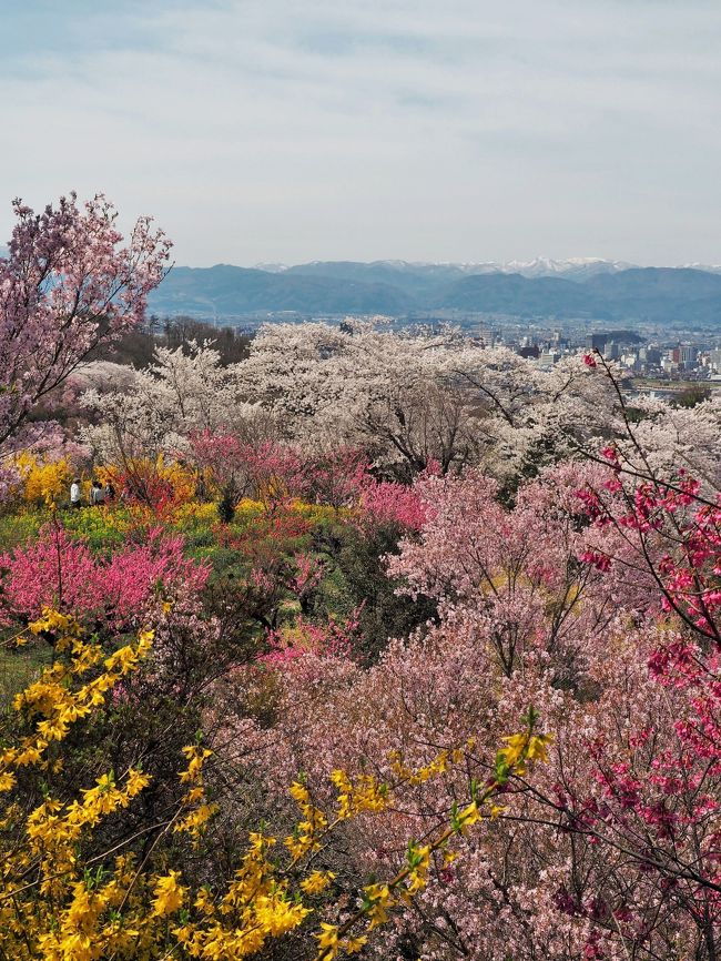 福島の花見山・・・今年また行ってみたいな・・・と思い、開花状況をチェックしてタイミングを計っていた。一方、仙台でも、３月３０日に桜が開花し・・・ちょうど今日（５日）あたり満開の頃合いに・・・。<br /><br />明後日からの週末はお天気が悪そうなので・・・満開と良い天気とがピッタリ合うのは、今日かなぁ。<br /><br />青空のもとで、満開の一目千本桜（宮城県）も見たいし・・・でも、２年ぶりの花見山もすごく気になるし・・・どっちにしよう・・・と大いに悩んで・・・平日のこの日は、ひとりで花見山に出かけることにした。