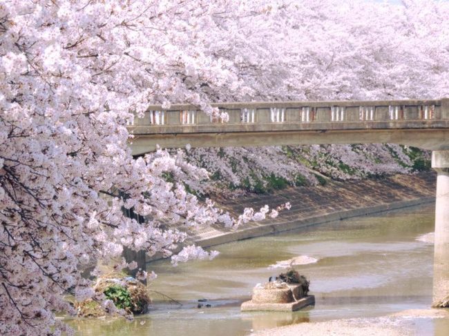 今年の桜は本当に早かったですね<br />全国的にも異例づくし<br /><br />一目千本で有名な奈良県 吉野山の桜も異例でした<br /><br />咲き始めから僅か3～4日で満開になり<br />それじたいもなかなかない事なんだけど<br /><br />ほぼ時間差なく下千本～中千本ー上千本の桜が咲き誇るなんて<br />下～中～上千本が揃って満開の吉野山<br /><br />こんな事って、なかなかある事でない！<br />行きたかったなぁ。。。<br /><br />満開を予想してお休み設定するのは ホント難しい(^^;;<br /><br />この旅行記は残念ながら吉野の桜ではありませんが<br />知る人ぞ知る！超穴場スポットの紹介です<br /><br />