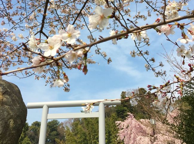 以前から気になっていた千葉県野田市にある桜の御朱印が人気の櫻木神社に行ってきました。<br />こちらの神社では、毎年3月9日、19日、29日を「さくらの日まいり」という桜の観察日としていて、この期間に限定の御朱印符が頒布されます。<br />桜の木の絵が描かれた可愛い御朱印を拝受しました。<br />ちょうど満開となっていた桜と綺麗な神社で気持ちの良い参拝ができました。<br /><br />野田市は醤油の生産地として有名で、駅前にはキッコーマンの本社があります。<br />参拝後にしょうゆのすべてがわかるミュージアム「キッコーマンもの知りしょうゆ館」で工場を見学し、カフェで美味しい醤油ソフトクリームをいただきました。<br /><br />毎年4月に櫻木神社では例大祭が行われ、春大祭御朱印符が頒布されていたため、後日再び参拝にでかけました。<br />今度は綺麗なツツジを観る事ができました。<br />