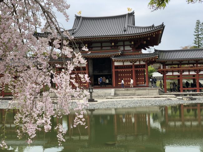 昨年見た京都の桜が素晴らしかったので、今年も同じ時期に京都旅行を計画しました。<br />1ヶ月前から毎日開花情報をチェック！3月末に急に気温が上がり一気に開花したようで、訪問数日前には、主要な桜の名所が「見頃終了」となってしまいました。<br />きっとまだ咲いている所はあるはず…遅咲きの桜を求めて京都を巡る一泊二日の旅行記です。