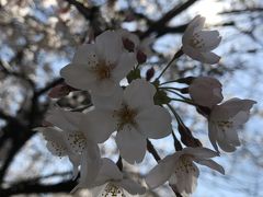 都営地下鉄１日乗車券で都内名所の花見