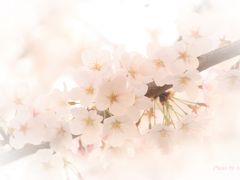 久しぶりに実家近くでお花見 石神井公園と石神井川の桜 練馬 東京 の旅行記 ブログ By クッシーさん フォートラベル