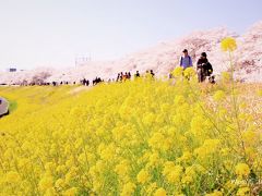 延々と続くピンクと黄色のコラボレーション ～圧巻の熊谷桜堤～