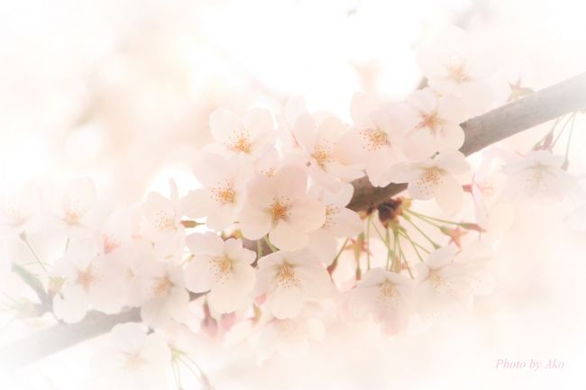 久しぶりに実家近くでお花見 ～石神井公園と石神井川の桜～