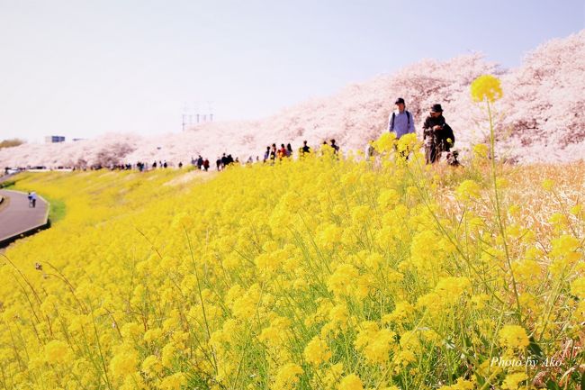 一気にあっちもこっちも満開になってしまった今年の桜。おかげで桜鑑賞が忙しい春になってしまいました。千鳥ヶ淵、石神井公園、そして今回の熊谷桜堤・・・万歩計でチェックしておけばよかったと思うほど３月末は連日歩きまわることに。さすがに３日連続ともなると足腰に疲労が出ましたが、そんな疲れを吹き飛ばしてくれるような素晴らしい風景が広がっていた熊谷桜堤。２㎞にわたって延々と続く桜並木と菜の花のコラボレーションは圧巻でした。<br /><br />今年はあちこち花を見に行ったため旅行記作成が追いつかず、5月になってしまいましたが、よろしければ今しばらく桜にお付き合いください。<br />