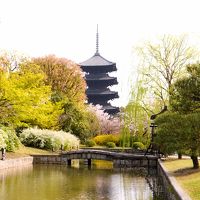 春の京都&滋賀（三井寺、石山寺、勧修寺、上賀茂神社、御所、東寺）桜巡り