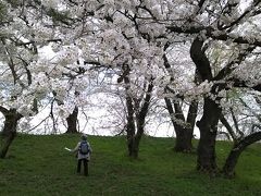 満開の山形城跡・霞城公園へ　    2泊3日、桜を追い求めた旅