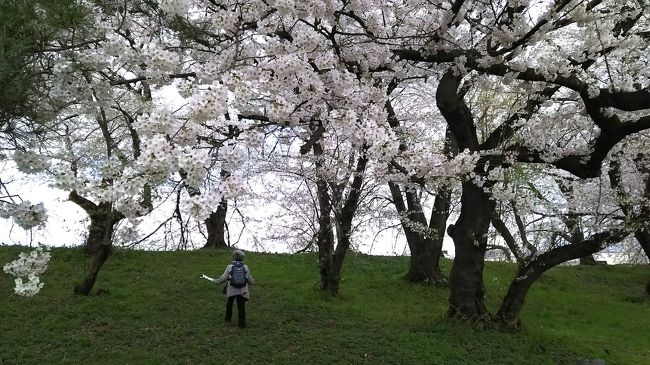 昨年3月に鎌先温泉から作並温泉に移動するのに東北本線を利用。仙台までぼんやりと外を眺めてたらずっーっと続いてる桜の木が！<br />なにこれ～川沿いにずーっと続いてるよ～凄くない？　桜咲いてたら凄いよね？　っと全く咲いてない桜の木を見て大興奮！！<br />きっと乗り合わせたジモティ達はあきれてたと思われます。<br />んで速攻調べましたよ～　そして”白石川堤一目千本桜”だと判明するわけです。<br />そして来年は桜を見に来よう！と決心しての今回の旅です。<br />なのに例年より1週間も早く開花し既に桜は散った後…<br />なので予定を変更して、東北ホリデーパス（2670円）で桜を求めて山形まで足を延ばしました。<br /><br />ほぼ桜の写真なのでパーっと流して見てください。<br />