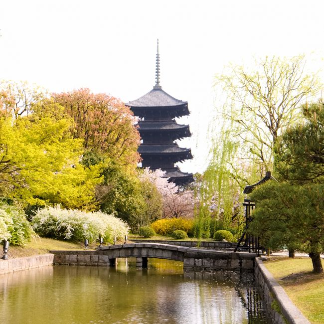 4月1日の京都の桜は時期的に早いのではと思い予約したが、今年は通年より早く開花時期が全国的に早く、結果的には的を得た<br />時期に京都巡りを出来たが、それでも今年は京都でも早く桜の開花が始まったようだ。<br />昨年は、東北の弘前城桜祭りに行ったが満開時期に行くことが出来、満足感で一杯であった。<br /><br />実は、我々は4月4日のツア－を予定したのだが、予約一満で1日へ変更せざるを得なかった事が結果的に恵まれた時期に行く事が出来、これも旅の醍醐味かな！<br /><br />　今回のツア－行程は<br /><br />　　・　第一日目<br />　<br />　　　東京：新幹線11:10発「のぞみ27号」で京都へ<br /><br />　　　京都駅?琵琶湖疎水?三井寺?石山寺?勧修寺（ﾗｲﾄｱｯﾌﾟ)<br /><br />　　・　第二日目<br /><br />　　　上賀茂神社「世界遺産」?京都御苑?将軍青龍殿?東寺「世界遺産」<br /><br />　　　京都：新幹線17:05発「のぞみ244号」で東京へ<br /><br />　　　桜見学が主たる目的であったが、時期的にもほぼ満足出来る観光が　　　　出来た旅であった。<br /><br />　　　今回、初めてJR東海主催のツア－で京都集合・京都解散の旅を経験　　　させて頂いた。<br />　　　京都観光するのには我々関東在住者にとっては良いツア－ではないか　　　と思われる。<br /><br />　　　天候に恵まれ、2日間この時期には暑く、桜の開花は早々と葉桜へと　　　移行するくらいの気候で予想外の暑さであった。<br /><br />　　　日陰を求めての散策を余技しなければ成らないほどの気温が上昇し　　　　ての観光となった。<br />　　　これも旅には付き物。　　<br />　　