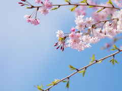 春の奈良へ＿2. 大神神社、長谷寺と又兵衛桜