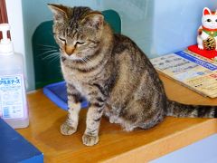 福岡の猫パラダイス島である『相島』に３度目の訪問【猫を探しに相島散策前編】