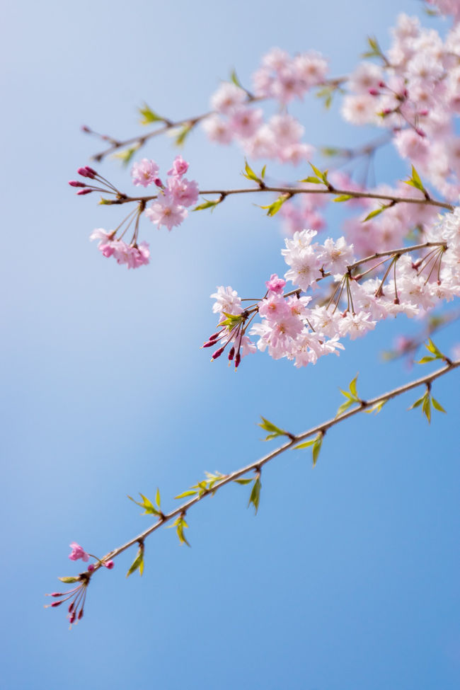 桜咲く春の奈良へ行ってきました。<br /><br />妻と「いつか行って見てみたいね」と話していた吉野山の桜、思い切って見に行くことにしました。<br />当初、吉野に２泊する予定で４月１０日頃の予約、手配をしましたが、桜の開花情報を確認するうち１週間早めのプランに変更。<br />吉野のほか奈良を広めに巡る、３泊４日の旅となりました。<br /><br />１日目は吉野に直行、橿原泊。<br />レンタカーで大神神社から室生方面に向け、レンタカーで巡った２日目の様子をお送りします。
