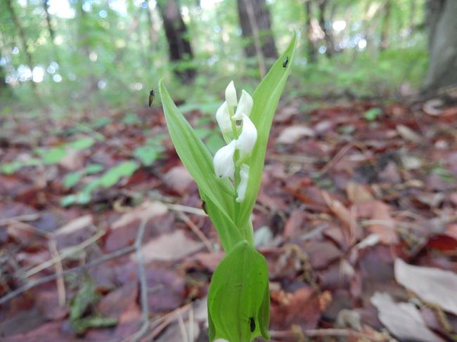 4月18日、午後から雨が上がり、天気が回復して少し温かくなったので近くの森のさんぽ道へギンランを捜しにまいりました。<br />4月16日に行った時はキンランが良く見られましたが、ギンランはほとんど見られなかったので急遽出かけました。　この二日間の間にギンランが良く見られるようになり、行った甲斐がありました。　約40～50分間の散策でギンランは5回見られ、キンランは9回見られるというように・・簡単に探せるようになっていました。<br /><br /><br /><br />*写真は見られたギンラン