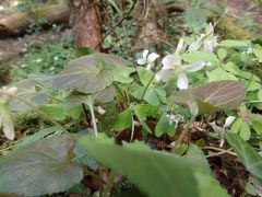 裏高尾(5) 春の野花散策