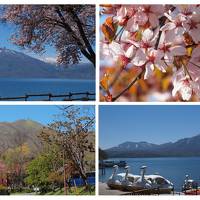 残雪の山をバックに咲く北海道の桜