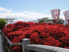 長岡天神のきりしまつつじ　と　北野天満宮の青もみじ