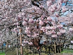 東北桜巡りの旅もいよいよ最終日・・