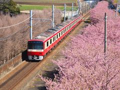 「　早咲きの河津桜　 三浦海岸 桜まつり　」2018　