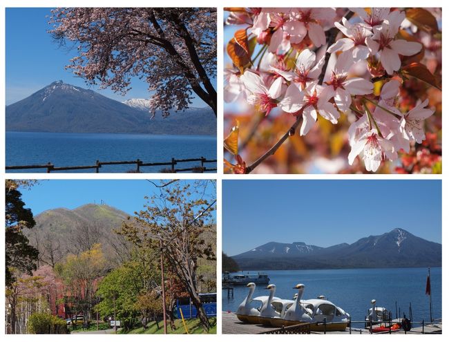 残雪の山をバックに咲く北海道の桜