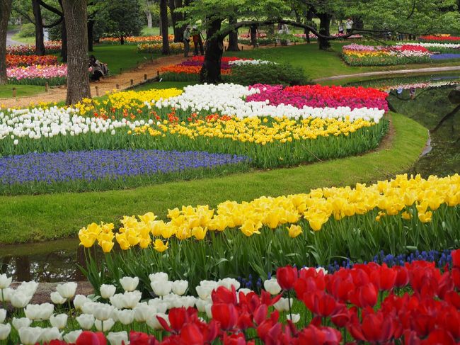 今年は桜が早かったせいか、すべての花の開花が早まっているようで、いつもは今が見頃の昭和記念公園のチューリップも１週間前に見頃を迎えていたようです。<br />今年も、昭和記念公園が大好きなメンバーたちによるチューリップ撮影オフ会が４月１５日の日曜日に開催されました。<br />前日夜から強い雨が降り、風も強まり、予報では春の嵐に・・・<br />開催が危ぶまれていましたが、９時頃には雨もあがり青空も見えて何とか予定通りチューリップを楽しむことができました。<br />１週間前に見頃だったチューリップは、品種によってはすべて花びらが散ったものもあり、昨夜の雨の影響もあって、近くで見るとダメージがかなりありましたが、遠目で見るとまだ十分きれいで、それなりに楽しめました。