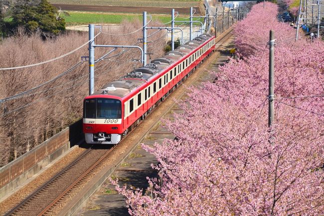 　早咲きの河津桜を見物に行って、早くも１か月半が過ぎてしまいましたが、<br />”旅の想い出”にアップさせていただきます。<br />　<br />