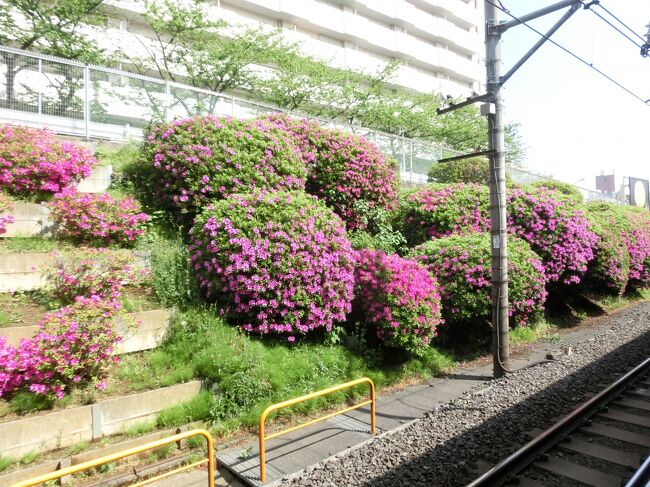 花粉が終わりすっかり葉桜になった今、ようやく外に出ました。桜が終わってから桜の名所に出かけるなんて変ですが、花粉症の私にとって桜の時期の外出はタブーなのです。お花見とは縁のない私です。<br />谷中、雑司ヶ谷、青山と続いた東京の霊園巡り、今日の染井霊園でおわりです。四大霊園のなかで一番小さく、一日で著名人の墓を掃くことが出来ました。<br />今桜と言えばソメイヨシノをさすことが多いようですが、ソメイヨシノは駒込の植木職人により作出されたと云われます。駒込、染井の地には昔から多くの植木職人がいて楓、つつじ、椿、桜などの植木栽培が盛んでした。其の中でオオシマザクラとエドヒガンの交配種であるソメイヨシノが生まれました。<br />では桜の花の終わった桜の里歩き、出発です。<br /><br />写真は山手線駒込駅ホームのつつじ。