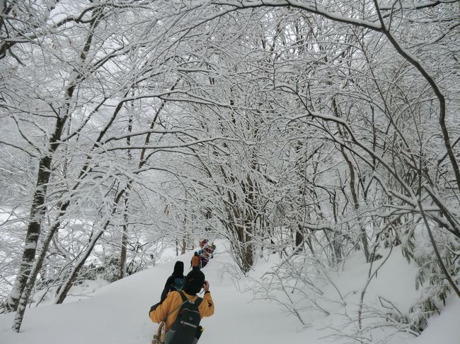 ２月の青森、秋田、12湖ではかんじきハイキング、阿仁スキー場の山頂ではスノーシューでハイキングを楽しむ。
