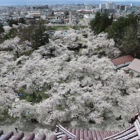 [2018年4月]  桜紀行 福島県会津若松市 石部桜・鶴ヶ城