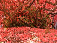 名勝　「躑躅ヶ丘」　日本一のツツジの名園