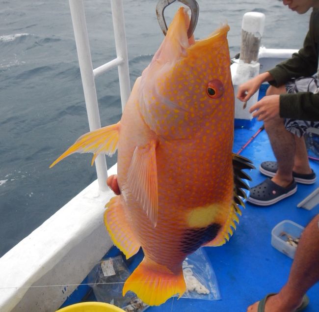 南の島の綺麗な海が大好きです。まだ行ったことのない八重山諸島へ！<br />3日目～<br />上地島→釣り→パナリでシュノーケル→居酒屋一龍