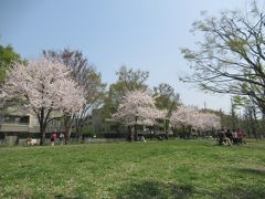 2018.3.29  今年の桜の満開は　世田谷の野川と仙川の桜