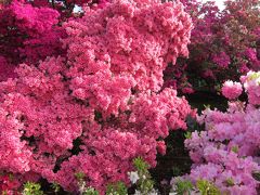 群馬県館林・つつじが岡公園（こいのぼり）と茨城県・ひたち海浜公園のネモヒィラ