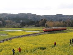 桜と菜の花満開の小湊鉄道