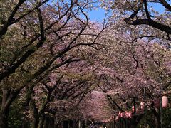 辰巳の森緑道公園でお花見の後、恵比寿から目黒界隈散策