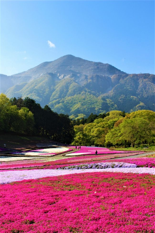 秩父が好きなあまりＨＮをちちぼーに変えてしまった私ですが<br />実は羊山公園の芝桜にはあまりいい思い出がないです。<br />初めての芝桜は満員電車で歩くのが嫌いな友人と行き文句たらたら<br />2回目は家族で行き大渋滞に巻き込まれ<br />3回目はウォーキングのイベントで行ったけどほとんど咲いていなかった。<br />そろそろ芝桜の見頃だからと坂東巡礼の仲間と芝桜を見に行くことにしました。<br />メンバーのうち秩父巡礼がまだ結願していない人もいるので札所巡りもちょっと入れる予定。<br />あら、ひとり旅ばっかりしている私がアテンドしちゃって大丈夫？<br />心配なので予習しちゃいましたよ。<br /><br />まずは4月19日、ひとり旅で下調べ<br />そして4月22日、仲間と一緒に。