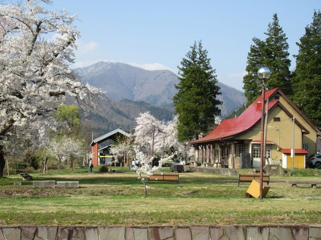 今年は桜の開花が早いようだ。４月から仕事を離れてフリーになったので、今年こそベストのタイミングで花見をしようと、ネットで開花状況を調べて、平日に福島県喜多方市に花見ドライブに出掛けました。<br />青空の下、桜花、SL、そしてラーメンを堪能した記録です。<br />