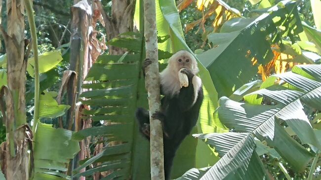 モンテベルデのホテルの近くにEcological Sanctuary　(エコロジカル・サンクチュアリ）という場所があったので、出発日の午前中に出かけてみた。<br />私設の自然保護区の様だが野鳥やカプチーノ・モンキーにも出会う事が出来た。家内はオスの求愛ダンスで有名なマイコドリも見かけたそうだが、写真は撮れなかったらしい。<br />午後に車でサンホセ空港に向けて出発するまでの数時間、名残惜しい僅かの間にも貪欲に歩く歩く！<br />夕方に空港に到着してラウンジで軽食と休憩、7時過ぎのフライトでメキシコには10時半頃に到着。<br />お疲れ様でした。<br />表紙の写真はサンクチュアリ内のバナナ園にやって来てバナナを盗み食いするカプチーノ・モンキー（オマキザル）です。