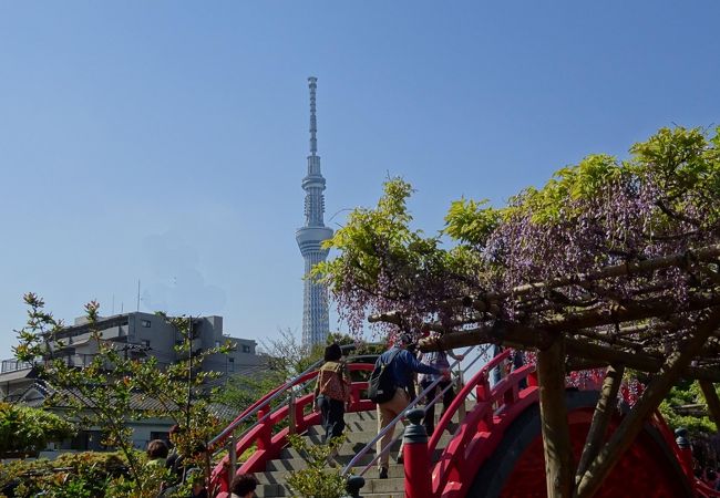 東京は藤の花で有名な亀戸天神を訪れた。<br />今年の春の花の開花は早く、藤の花も例年より1~2週間は早そうだ。<br />果たして、遅咲きの藤は見ごろだったが、早咲きのの藤は終わっていたようだった。<br />それでも、藤の花と朱塗りの太鼓橋、さらにスカイツリーと見ごたえのある絵は見ることが出来た。 <br /><br />2013年秋の亀戸天神はこちらです。<br />「東京ぶらぶら下町散歩 亀戸天神、スカイツリー、向島百花園、浅草 & 権現堂」<br />https://4travel.jp/travelogue/10817477