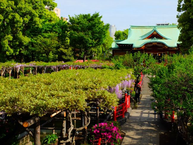 今年は春が到来するや否や至る所で花々が一斉に咲き出しました。<br />亀戸天神は江戸の昔から藤の名所とされています。今朝4月21日に訪れたときには既に遅咲きの藤が満開となってきており、見頃はとうに過ぎて「しだれる紫の」余韻を楽しむ最終ステージに入っていました。<br />ところで、亀戸天神の心字池には3つの橋が架かり、1つ目が男橋、真ん中が平橋、奥が女橋と言われます。最初の橋は過去、そして平橋は現在、女橋は未来の橋となっており、３つの橋を渡ることで心が清められるとされています。さあ一面にむらさきしだれる境内へ行きましょう。