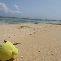 鹿児島県沖永良部島 を たびするトリ